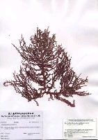 藏品(Helminthocladia australis Harvey)的圖片